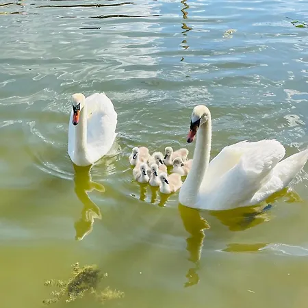 Viktoria Dunaweekend