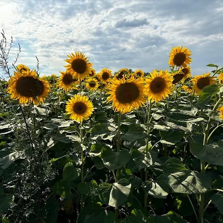 Viktoria Dunaweekend